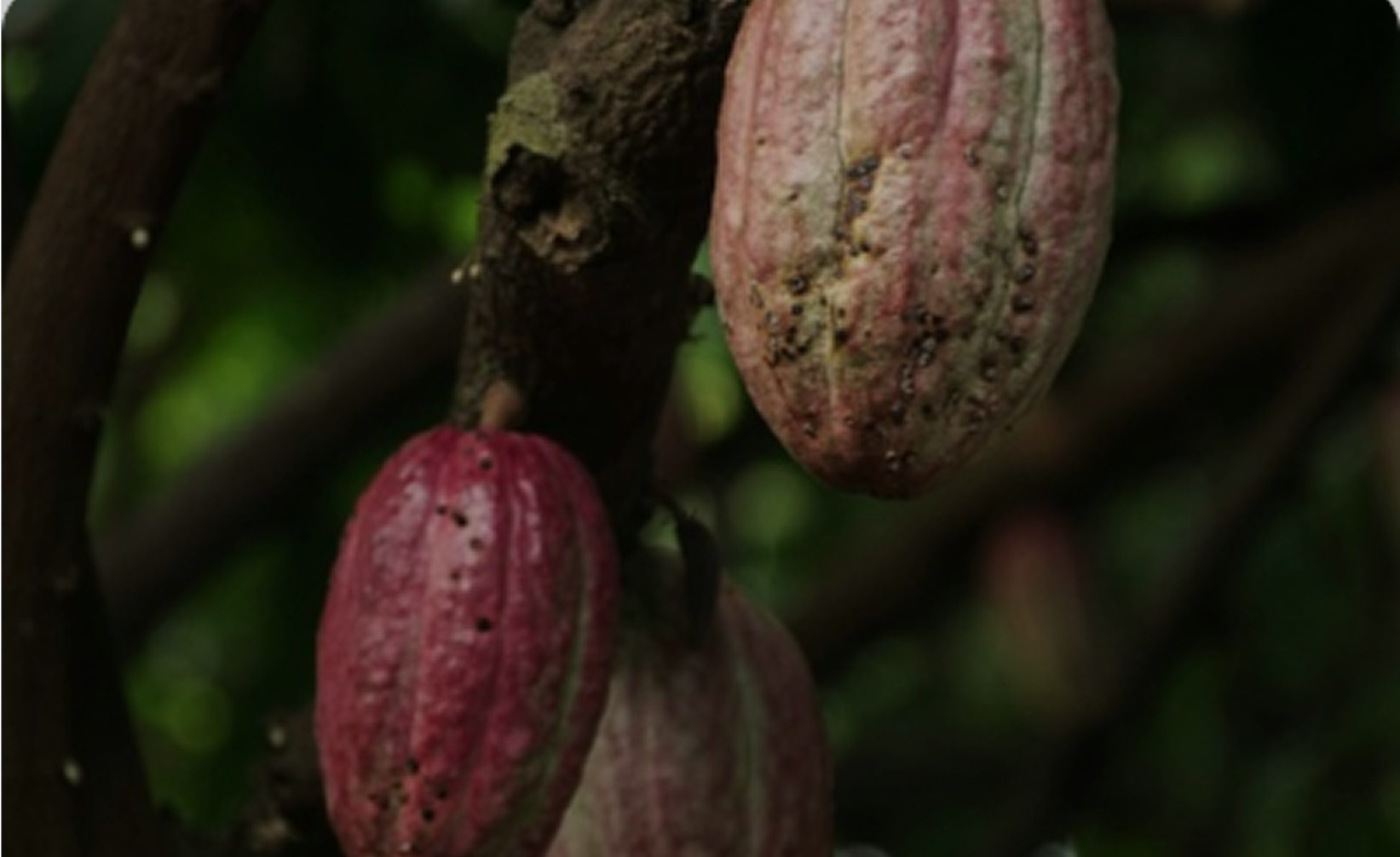Fidelity Bank Signs $40m Cocoa Export Deal with AFRE